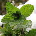 Мята присутствует в составе артродекса