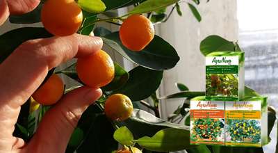 Мини деревья Agronova для выращивания.