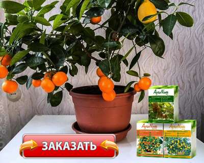 Мини деревья Agronova купить по доступной цене.