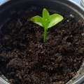 Технология обработки присутствует в мини деревьях Agronova.