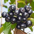 Пустырник и плоды аронии содержатся в составе Hiperson Tea.